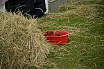 WEG2-Endurance-8-28-14-6805-DDeRosaPhoto