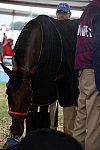 WEG2-Endurance-8-28-14-6723-DDeRosaPhoto
