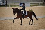 WEG-DRTst-4-21-10-0699-LuckyTiger-PierreStJacques-DDeRosaPhoto.jpg