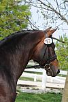 WEG-DRTst-4-20-10-0098-Halbgott-MarcoBernal-DDeRosaPhoto.jpg